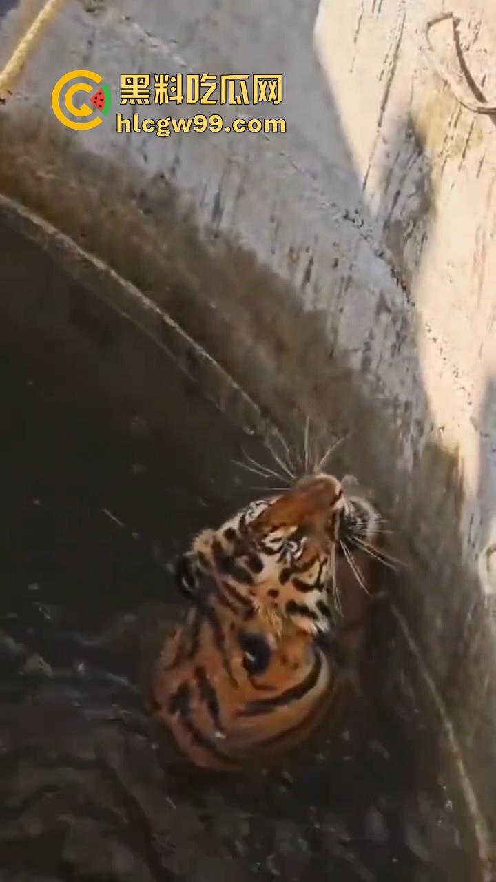 完达山一号再现？印度三哥野生老虎因追逃野猪双双落入水井，这次三哥不会趁老虎之危了吧！-8