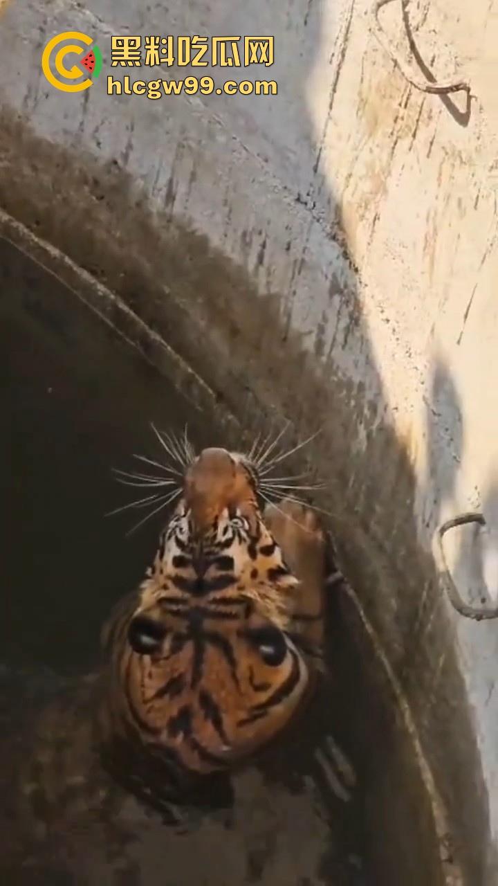 完达山一号再现？印度三哥野生老虎因追逃野猪双双落入水井，这次三哥不会趁老虎之危了吧！-9